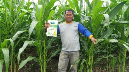 The Maize that Saves Our Life