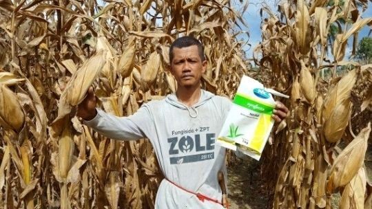 Petani Jagung Berdaya, Pendapatan Keluarga Bertambah