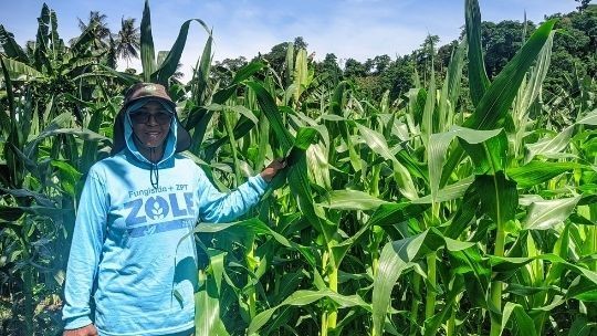 Bertani Jagung untuk Pendidikan Anak