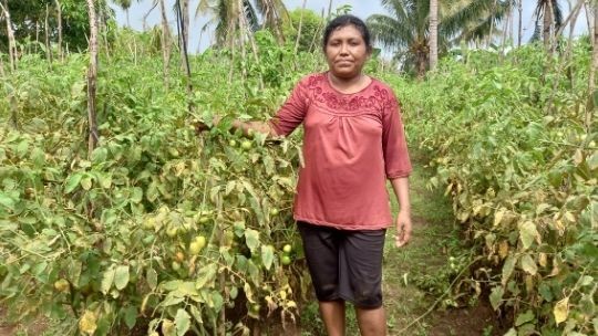 Tak Lagi Kesulitan Berkat Irigasi Tetes