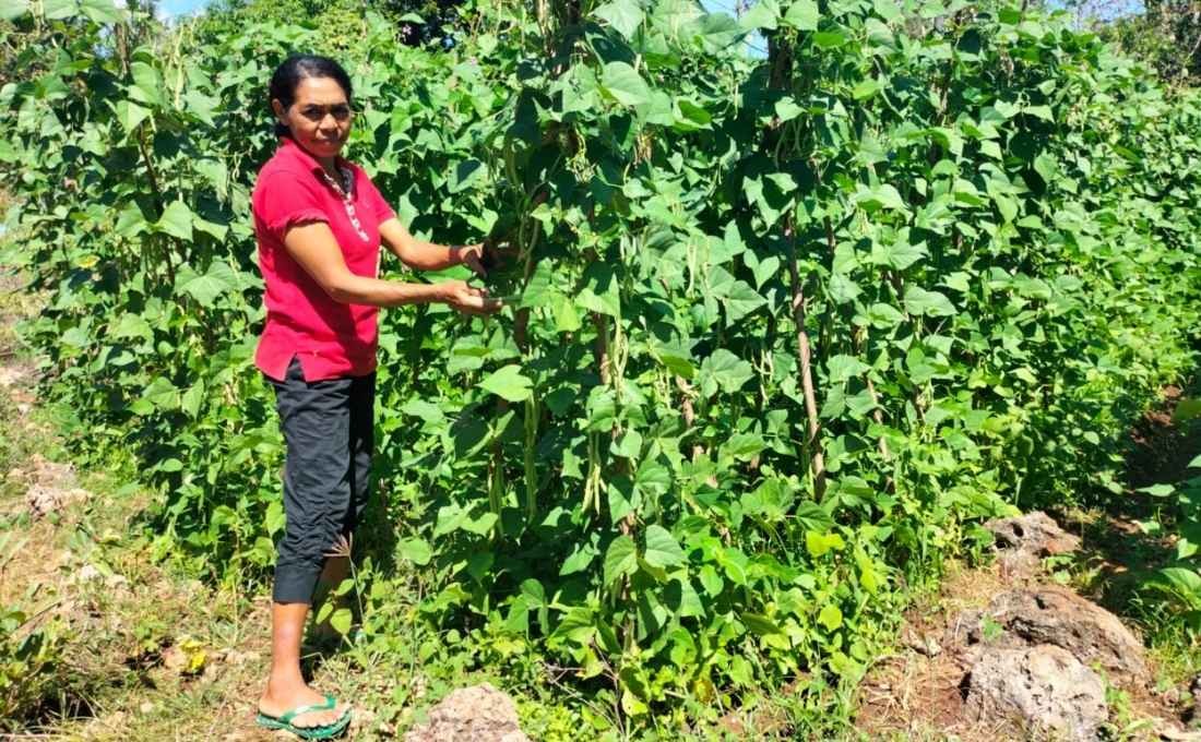 Harapanku ada Berkat Pertanian Hortikultura