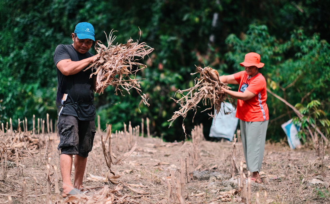 Green Agriculture, Utilising Corn Residue as a Climate Adaptation Effort 